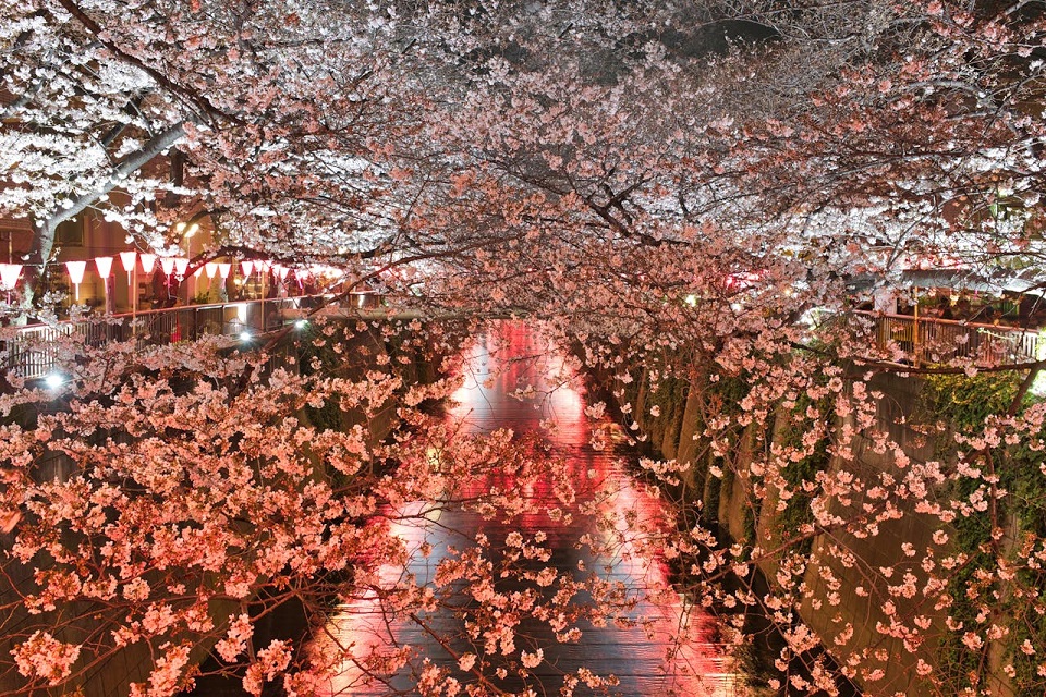 Hanami Japon 2026 : tout ce qu'il faut savoir sur la célébration de la floraison du cerisier